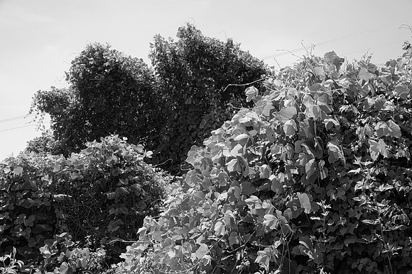Kudzu Everywhere