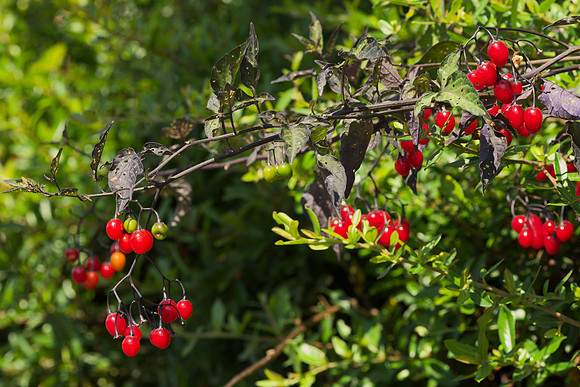 Extending From a Hedge