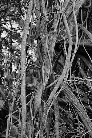 Wisteria Vines in Winter