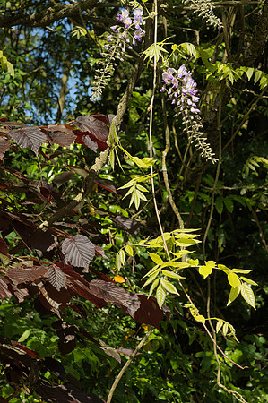 Wisteria Flowers