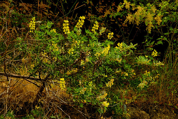 Entire Bush, Tree Lupine