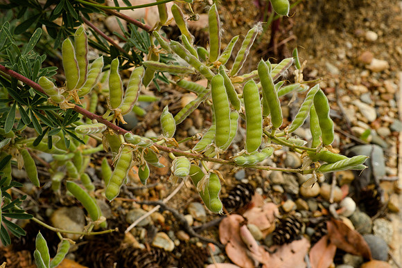 Seed Pods, Tree Lupine