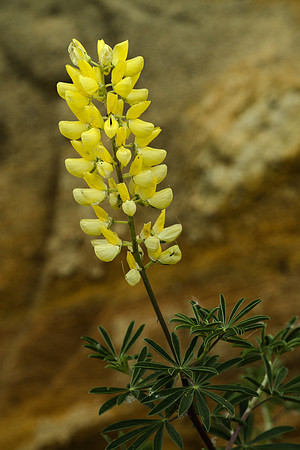 Flowers, Tree Lujpine