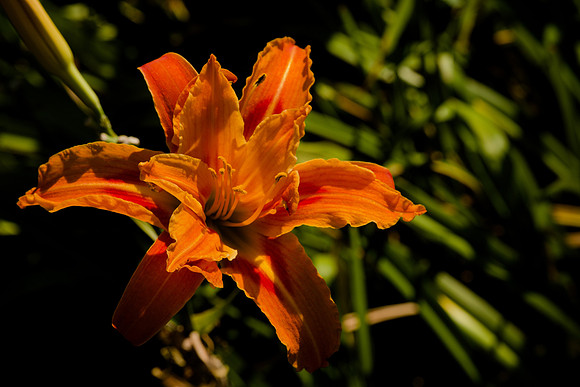 A Daylily