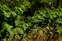 Giant Knotweed Triumphant