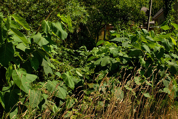Giant Knotweed Triumphant