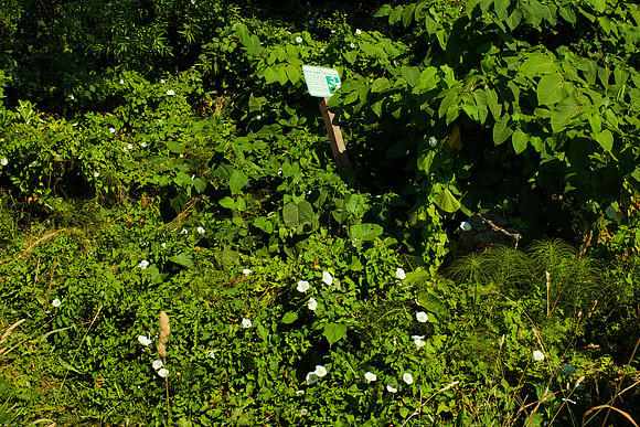 Overgrown Vacant Lot