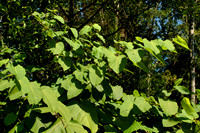 Giant Knotweed Reaches Higher