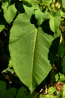 Leaf and Leaves