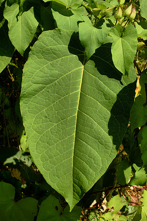 Leaf and Leaves