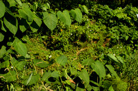 Through a Window of Knotweed