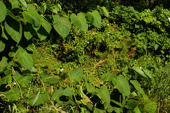 Through a Window of Knotweed