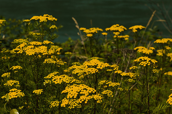 Common Tansy