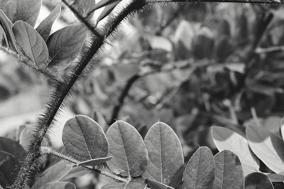 Branches and Leaves, Bristly Locust