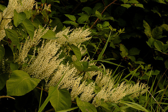 Flowers and Leaves, Japanese Knotweed
