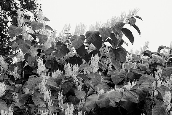 Japanese Knotweed