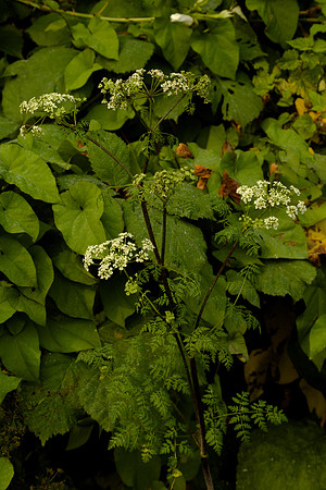 Late-Appearing Poison Hemlock