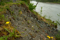 An Eroded Riverbank, Decorated by Dandelions