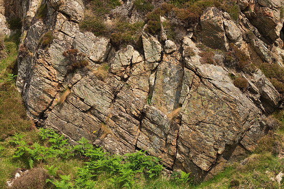 Gneiss and Ferns