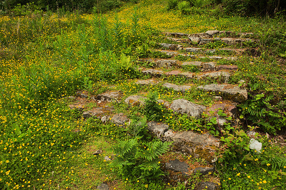 Overgrown Stairway