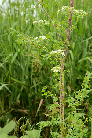 Conium maculatum
