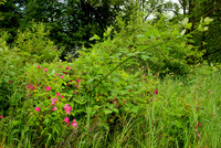 Abandoned Rosebush in a World of Blackberries