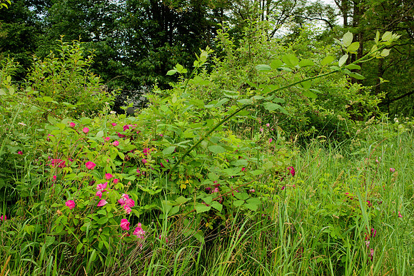 Abandoned Rosebush in a World of Blackberries