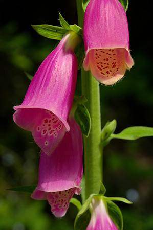 Foxgloves in Close-Up