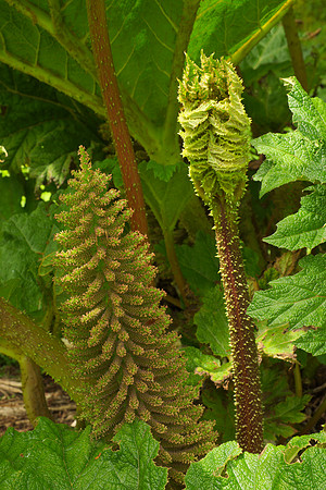 Flowers of Giant Rhubarb