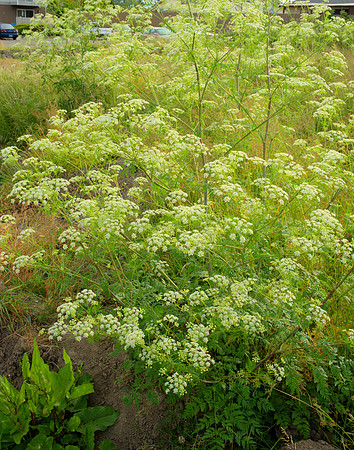 Poison Hemlock