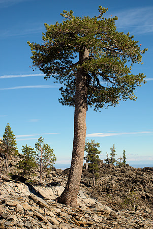 Trees in a Lava Field