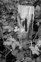 Abandoned Fencepost