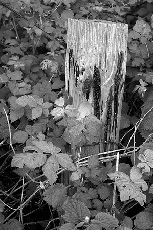 Abandoned Fencepost