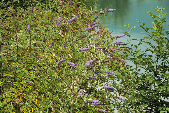 Buddleja by the Skagit
