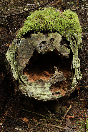 laughing stump