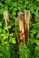 Abandoned, Split Fencepost