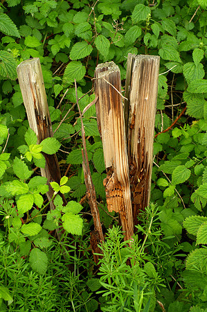 Abandoned, Split Fencepost