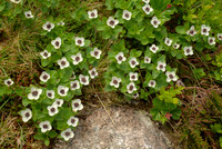 Unknown White Flowers