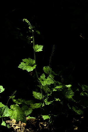 Tellima grandiflora