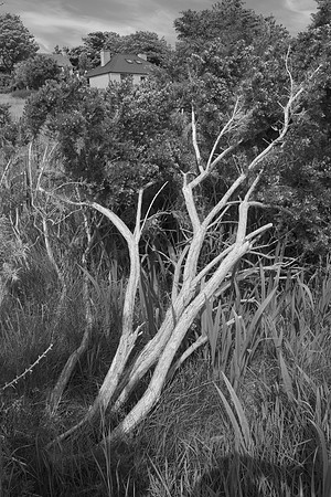 Gorse Trunks