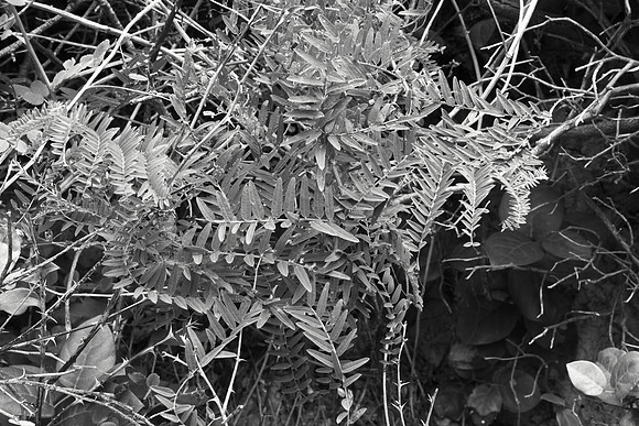 Thicket of Roses and Vetch