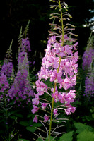 Illuminated Fireweed