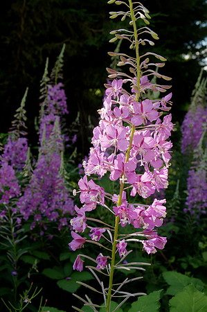 Illuminated Fireweed