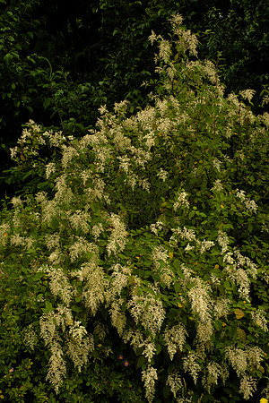 Holodiscus discolor at Peak of Flowering