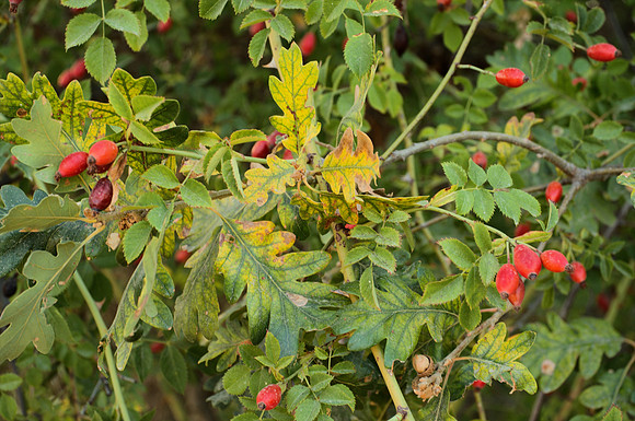 Garry Oak Leaves with Unexpected Fruit