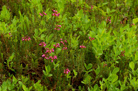 Heather in Bud