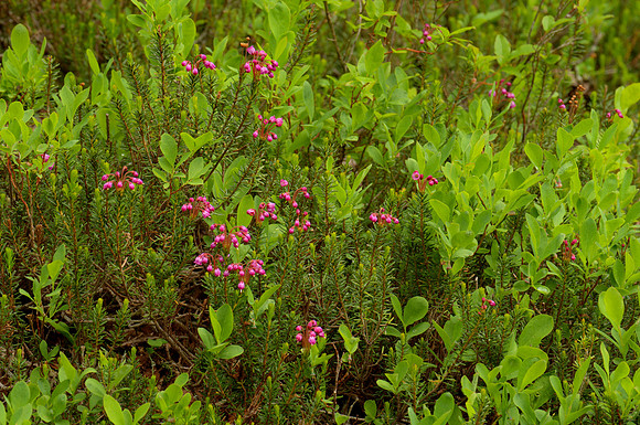 Heather in Bud
