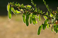 Seed Pods, Scotch Broom, in Late Afternoon Light