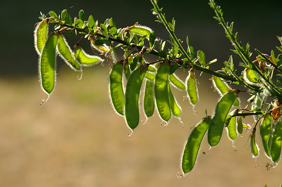 Seed Pods, Scotch Broom, in Late Afternoon Light