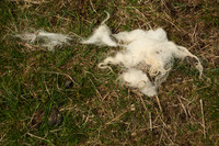 Wool on the Ground